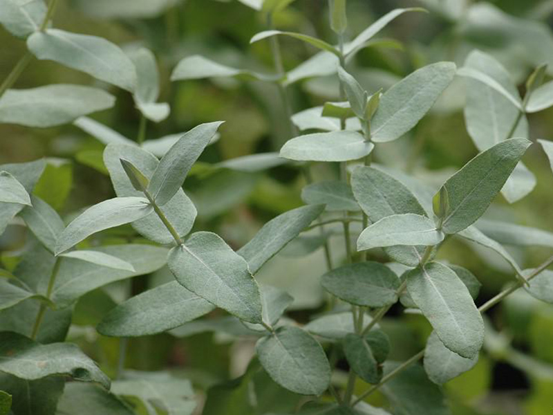 植物葉綠素測定儀的工作原理