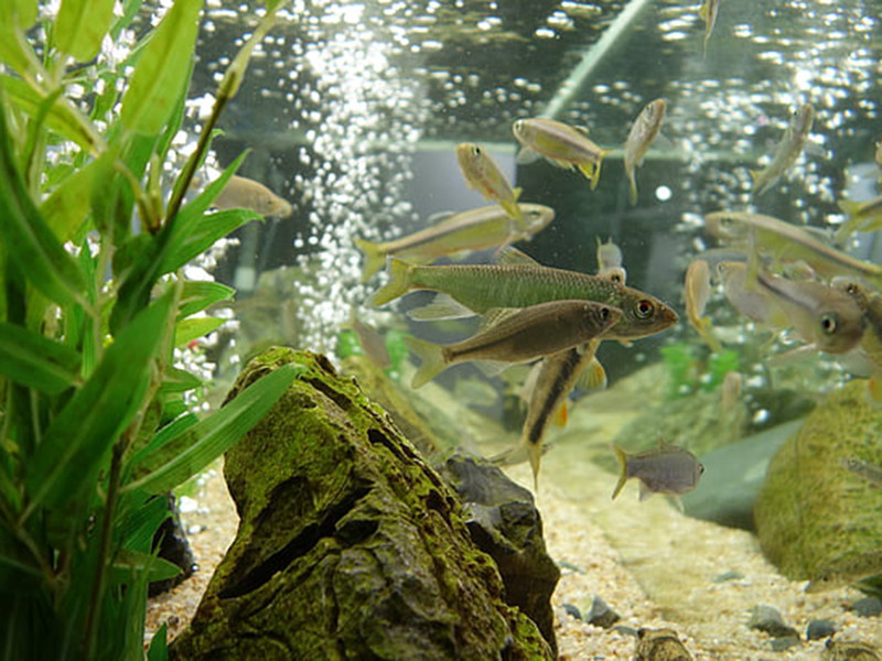 養(yǎng)魚水質(zhì)不好怎么辦 養(yǎng)魚水質(zhì)不好怎么辦