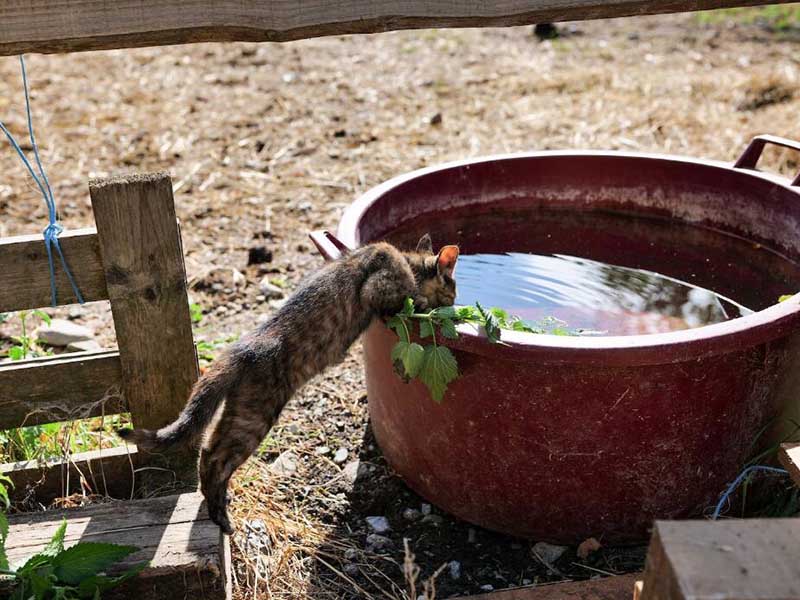 二次供水水質(zhì)余氯不合格存在的風險