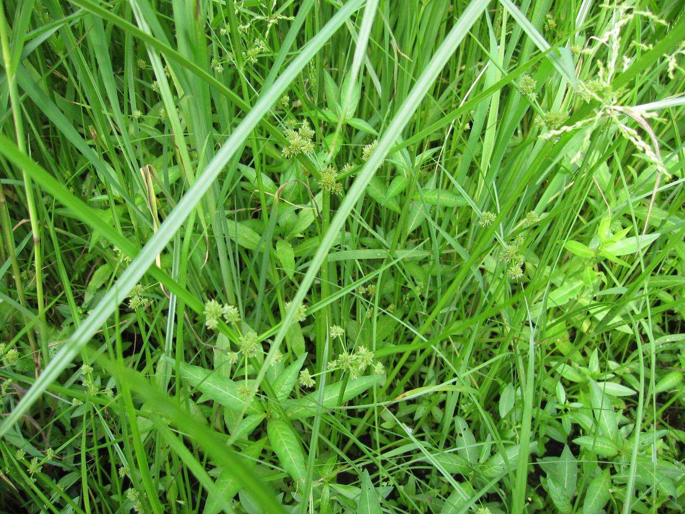 壤水分和養(yǎng)分含量 壤水分和養(yǎng)分含量